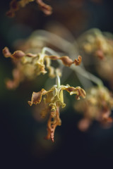 Gorgeous alien looking curly orchids flower in the tropics