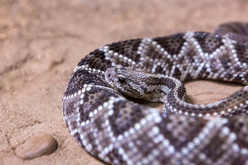 Obraz premium Rattlesnake, Crotalus atrox. Western Diamondback. Dangerous snake.