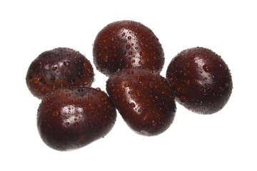 chestnut isolated on white background