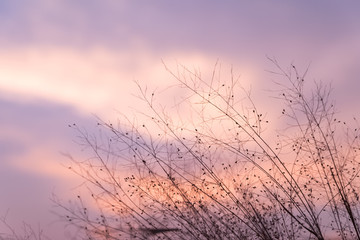 Obraz premium Sunset sky with dry grass silhouette