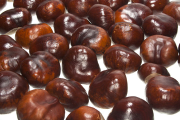 chestnut isolated on white background