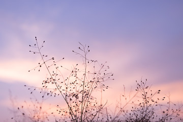 Sunset sky with dry grass silhouette