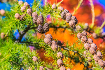 Larch branches with cones in the autumn park.