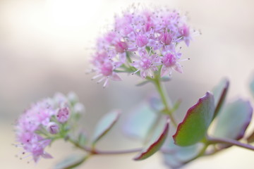 Closeup nature view of succulent flowers on blurred nature background