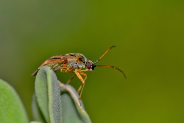 A tiny plant bug of the Miridae genus. There are many different types of plant bugs worldwide. This one is resting on Barometer bush in a garden in Houston, TX.