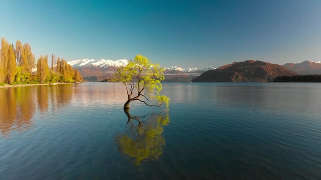 Aerial drone view of The Lonely tree of Lake Wanaka, New Zealand