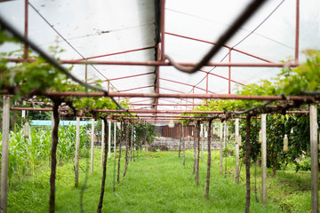Fototapeta na wymiar Greenhouse for grapes