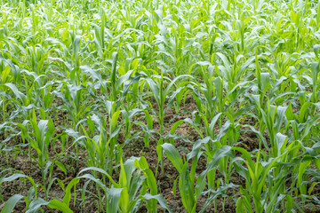 Green corn farm.