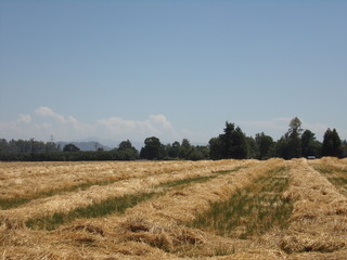 Western Field in Fall