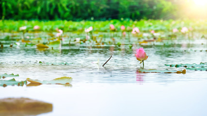 Peaceable concept. Beautiful pink waterlily or lotus flower in pond
