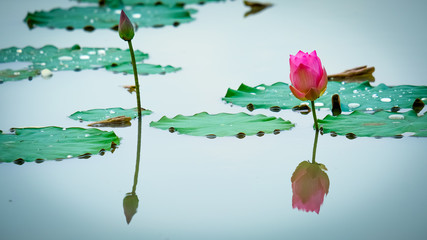 Peaceable concept. Beautiful lotus flower is complimented by the deep blue water surface