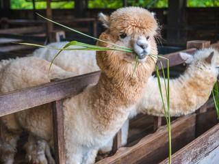 Alpaca lama close up portrait white and brown of cute friendly feeding in farm chewing glass.