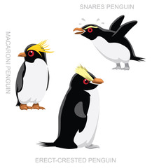 Bird Snares Penguin Set Cartoon Vector Illustration