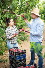 Two gardeners picking peaches harvest