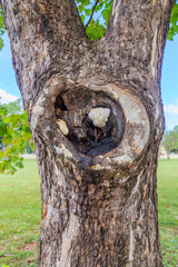 Ball of Sycamore Tree Sap:  White ball of tree sap on the knot of a sycamore tree.