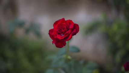 red rose in the garden
