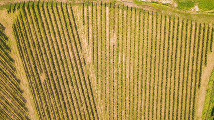 Earth's line. A drone vertical perspective of  the vineyards. Agricultural fields