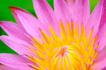 Closeup blooming pink waterlily or lotus flower natural background Lotus leaf.