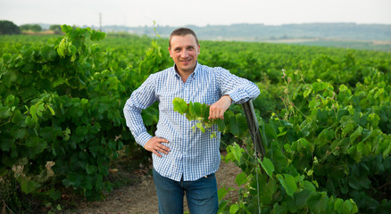 Male farmer  standing near grapes in vineyard at summertime