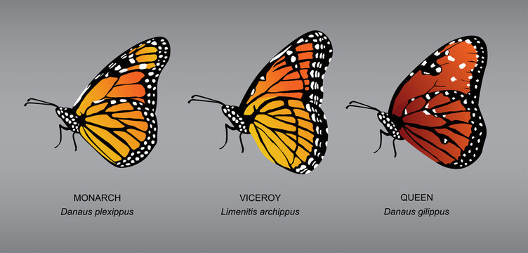 Butterfly Underwing Monarch Set Vector Illustration