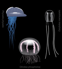 Fototapeta premium Meduza Stinger zestaw ilustracji wektorowych kreskówka Carybdea