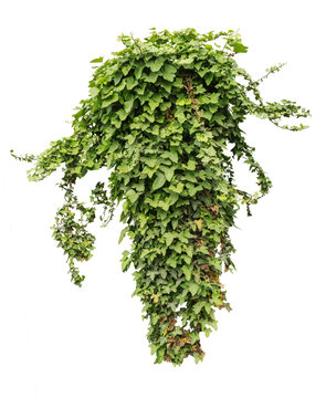 vy leaves