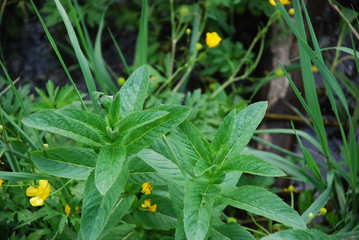Horse mint and other herbs