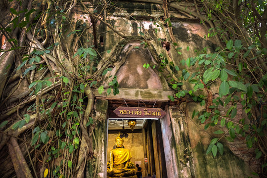 Buddha statue in the old temple, Temple covered with Banyan Tree roots at Wat Bang Kung temple, Samut Songkhram, Thailand