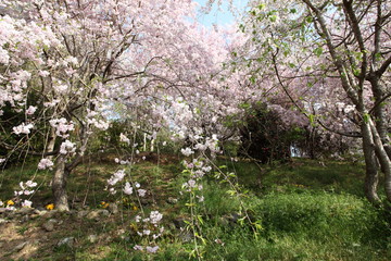 幸田文化公園のしだれ桜