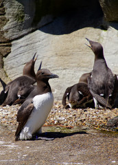 Common Murre  on shore