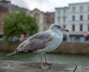 Seagull in Urban Scene