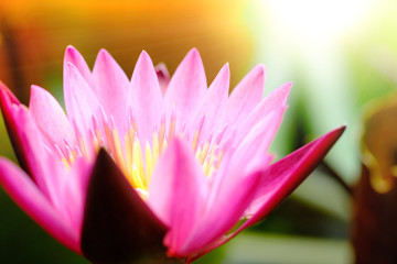 Selective focus on blooming pink lotus flower natural background Lotus leaf, Lily Pad with copy space.
