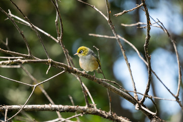 Wax eye bird on a branch