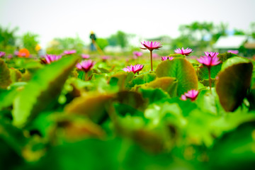 Beautiful pink lotus flowers and lotus leaves on the pond footage.