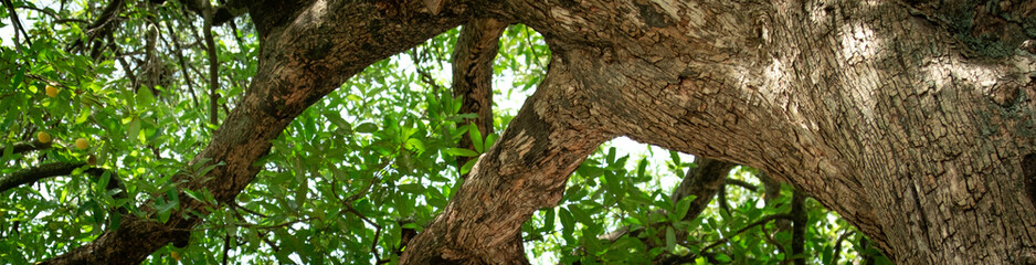 Horizontal banners of diospyros decandra trees in forest . nature green wood sunlight backgrounds