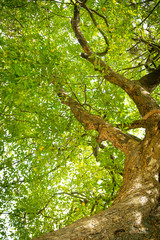 Diospyros decandra trees in forest . nature green wood sunlight backgrounds
