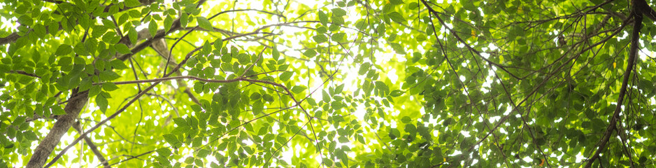 Trees in forest . nature green wood sunlight backgrounds
