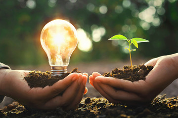 hand holding lightbulb with small tree and sunshine. concept energy power in nature - obrazy, fototapety, plakaty