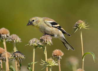 American goldfinch or Spinus tristis perched on dried autumn flowers to eat last seeds of season