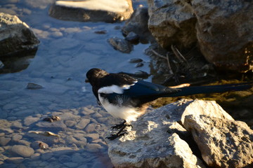 Magpie on some Rocks