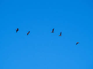 Pelican in Flight