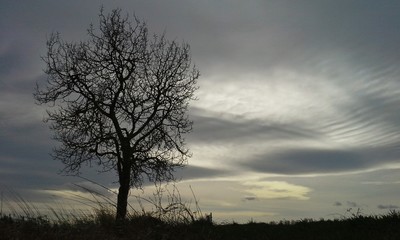 Leafless tree after a rain storm/