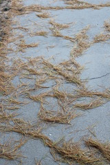 pine needles on concrete
