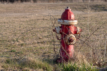 Fire Hydrant in Grass Field