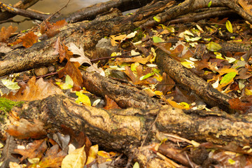 Fall Leave On Forest Floor