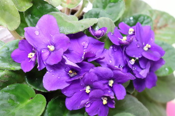 violeta