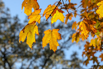 Yellow Fall Leaves