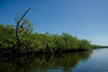 Fototapeta na wymiar Mangrove view on a jungle tour ride