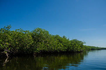 Fototapeta premium Mangrove view on a jungle tour ride
