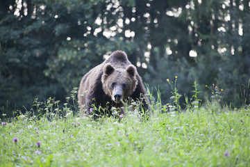 Brown bear